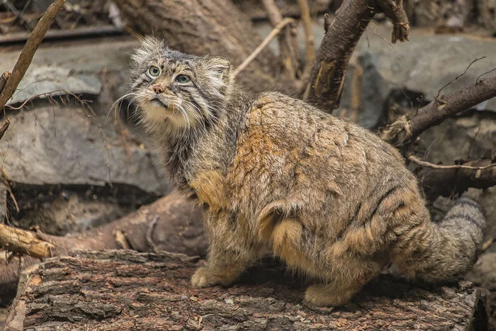 Vesenny Zelenogorsk - Wild animals, Predatory animals, Cat family, Small cats, Pallas' cat, Zoo, Novosibirsk Zoo