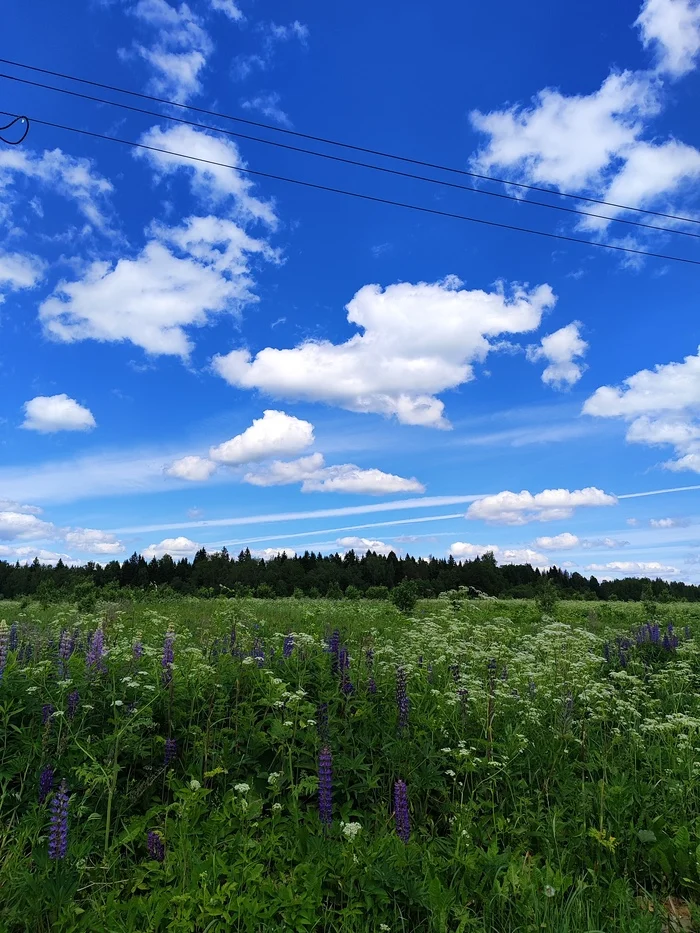 Summer in the clouds - My, Clouds, Mobile photography, Moscow region, Wildflowers, Sky, Field