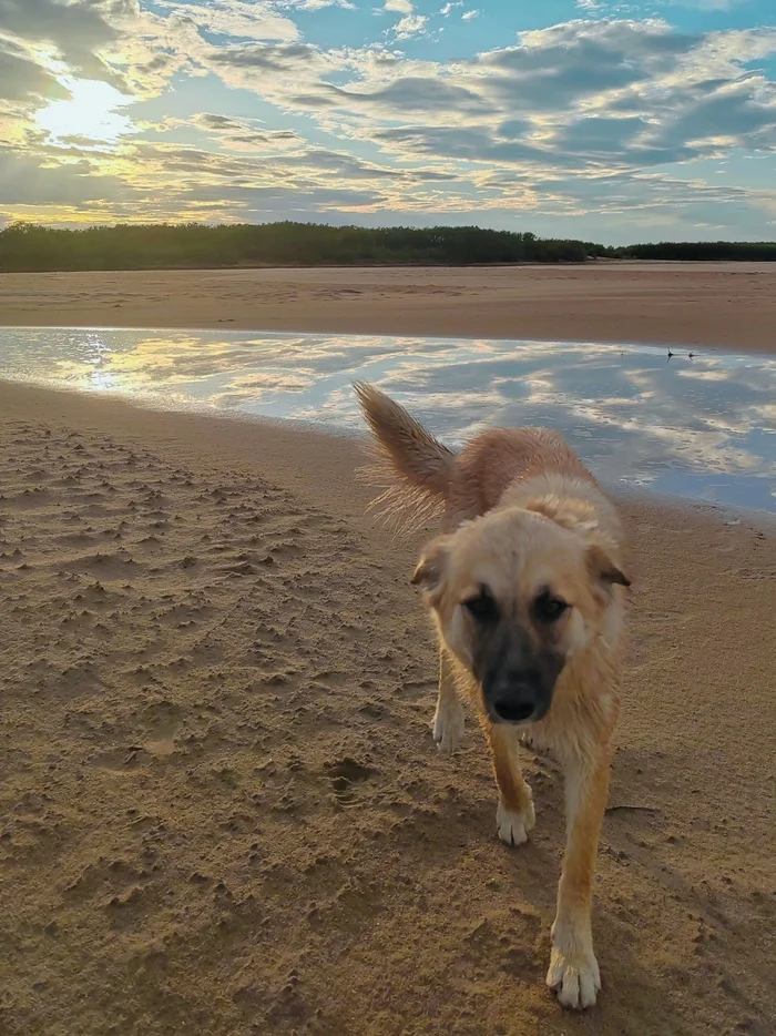 Dog - My, Khabarovsk, The photo, Дальний Восток, Landscape, Nature, Sunset, Dog, Amur