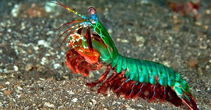 Legendary crayfish and alpha predator of the ocean - My, Animals, Biology, Nature, Around the world, In the animal world, Marine life, Ocean, The photo, GIF, Longpost, mantis shrimp