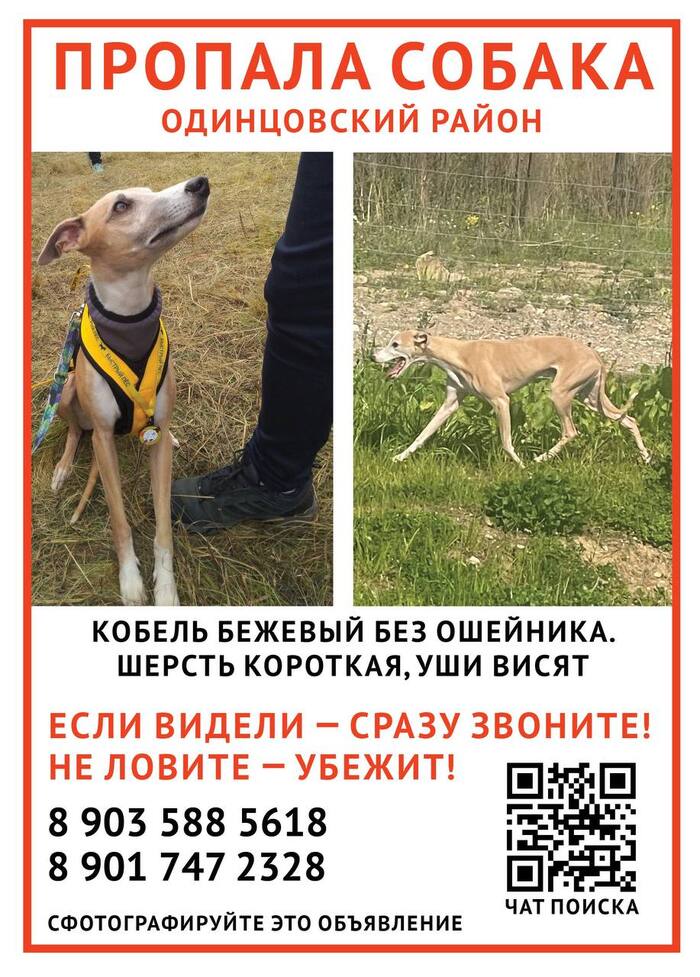 Whippet gone missing - My, The dog is missing, Whippet, Cuban, Minsk highway, Patriot Park, Dog