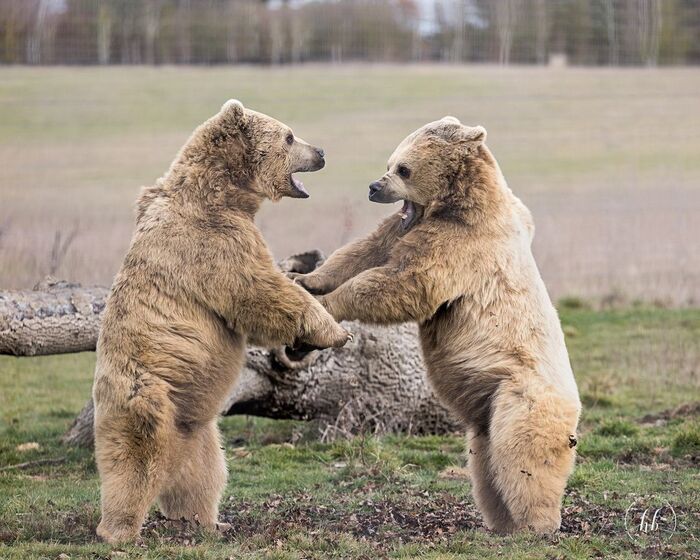 Wrestlers before the fight - The Bears, Brown bears, Predatory animals, Wild animals, Zoo, The photo