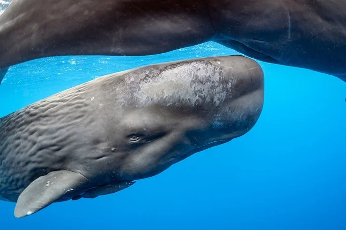 Sperm whale calf - Whale, Sperm whale, Young, Marine life, Wild animals, wildlife, Atlantic Ocean, Underwater photography, The photo