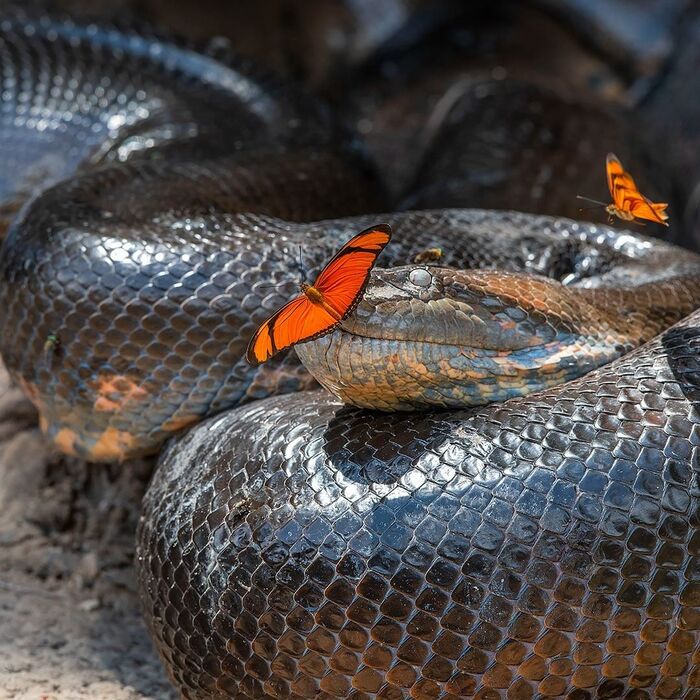 The beauty and the Beast - Snake, Anaconda, Reptiles, Butterfly, Insects, Arthropods, Wild animals, wildlife, National park, South America, The photo