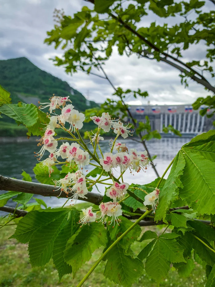 Siberian chestnuts - My, Khakassia, Chestnut, Bloom, Siberia, Sayano-Shushenskaya HPP, Mobile photography