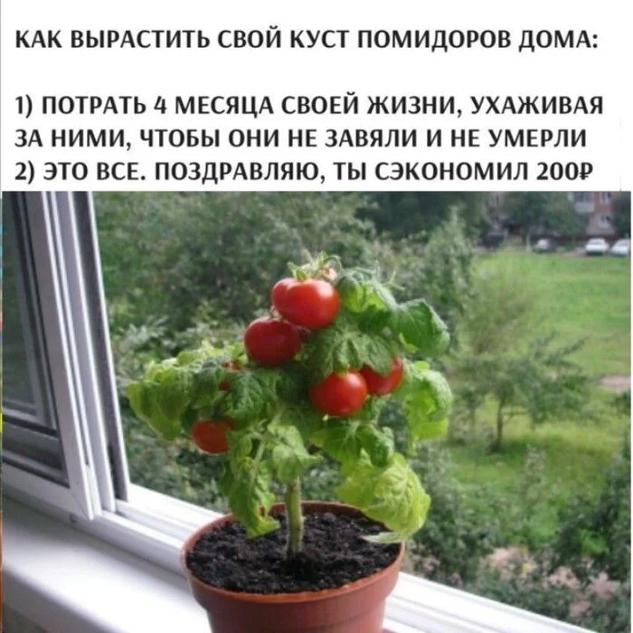Tempting offer - Tomatoes, Saving, Humor, Picture with text, Telegram (link)