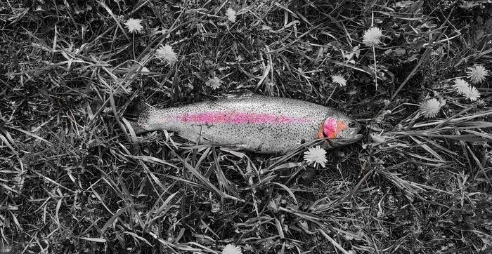 Trout-filtered - My, Nature, The photo, Fishing, Ural, Mobile photography, Trout, A fish, Camping, Photoshop, Filter