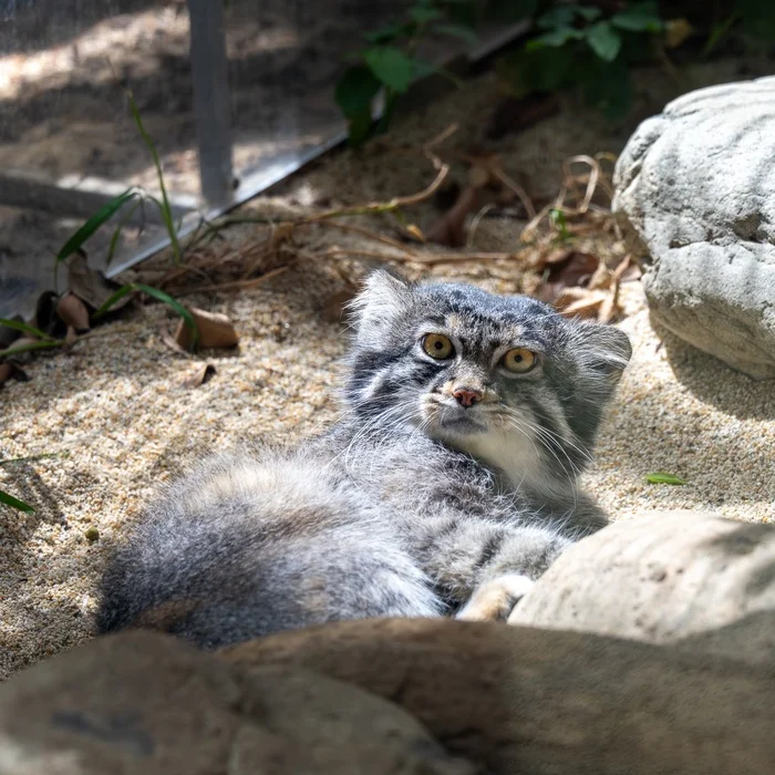 How is it Tuesday, but what is Friday? - Wild animals, Zoo, Predatory animals, Cat family, Pallas' cat, Small cats, Astonishment
