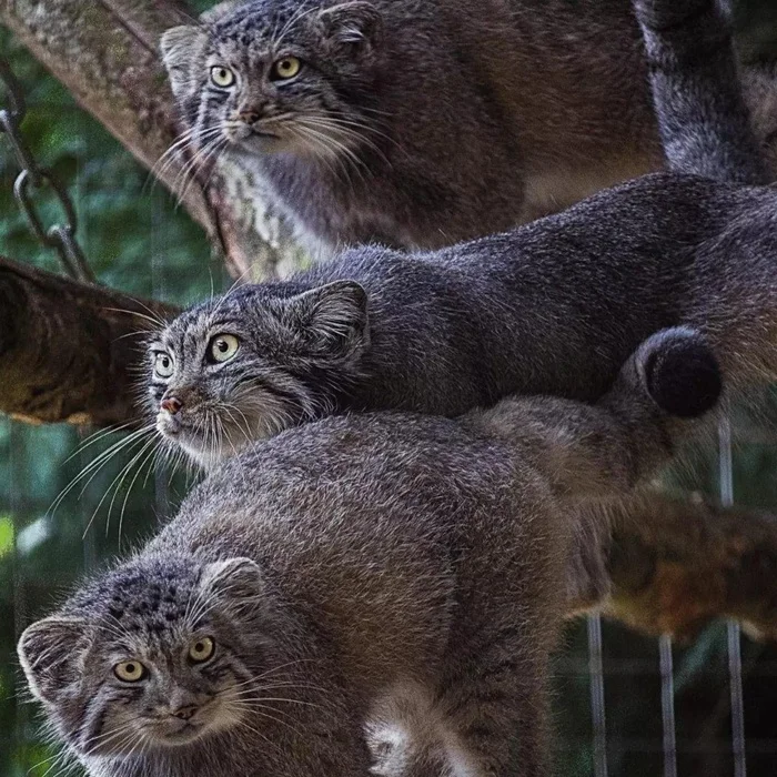 Triple threat - Wild animals, Predatory animals, Cat family, Small cats, Pallas' cat, The photo, Zoo