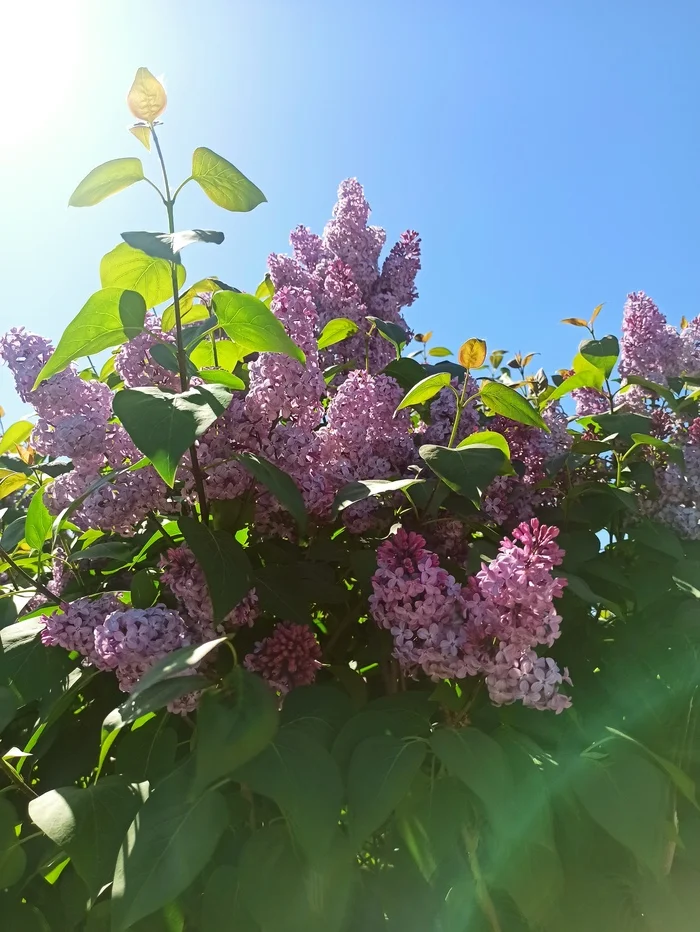 Lilac - My, Mobile photography, Images, Flowers, Good morning, Morning, Lilac, beauty, Plants, The photo