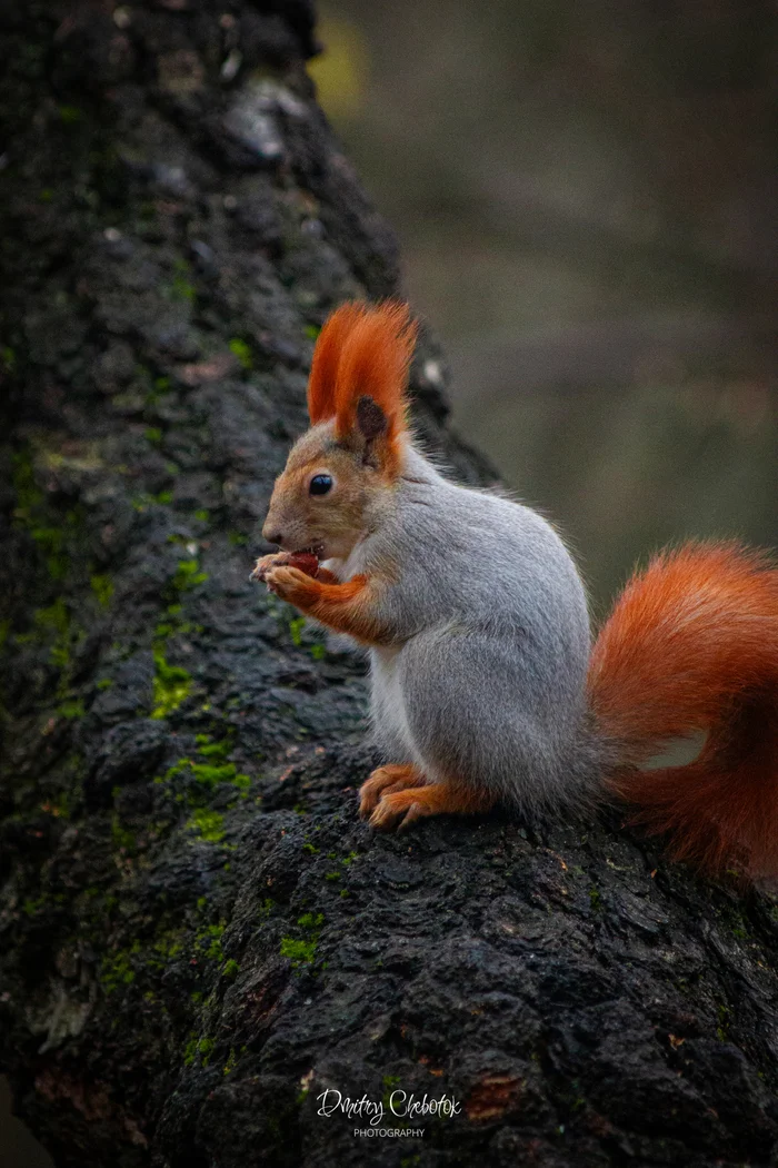 Autumn baby squirrel - My, Squirrel, Nature, wildlife, The photo, Voronezh, Longpost, Rodents