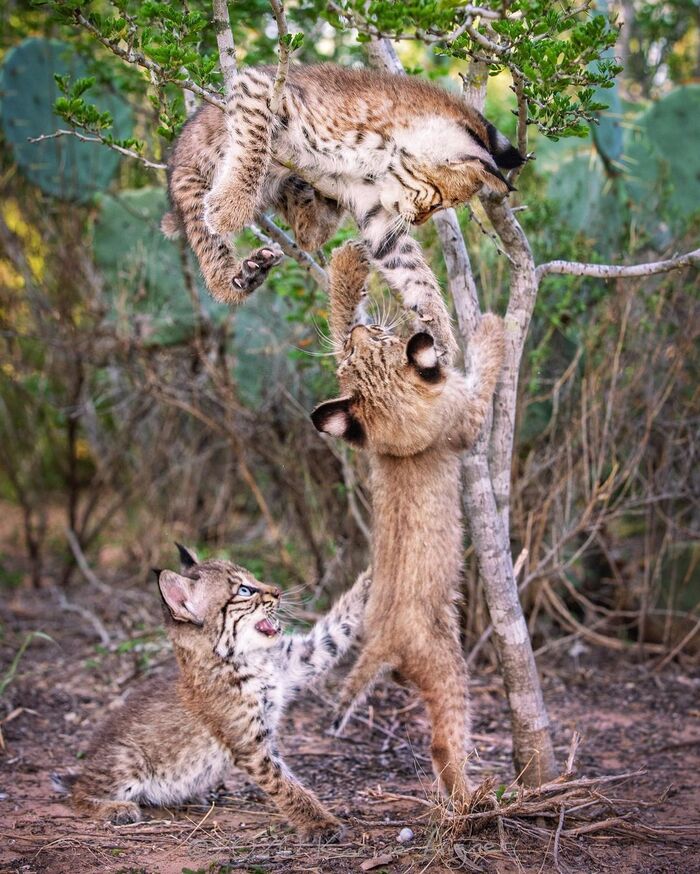 June 11 is International Lynx Day - Young, Red Lynx, Small cats, Cat family, Predatory animals, Wild animals, wildlife, Animal games, North America, The photo, Tree, International day