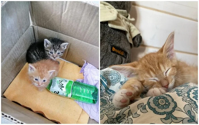 Hello from home from kitten Sanya. A month ago they were handed over to us from a flower shop in very poor condition. Now he's doing well and has a home - My, cat, Animal Rescue, Found a home, Tosno, Saint Petersburg, Vertical video, Longpost, Video