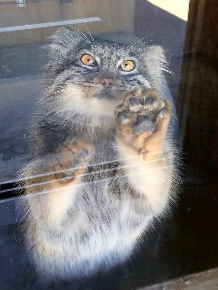 Folk sign: high five to a Pallas cat - good luck for the whole day ^3^ - Wild animals, Zoo, Predatory animals, Cat family, Pallas' cat, Small cats, Paws