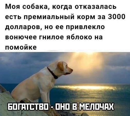 Wealth is not about lots of money, but about lots of opportunities. - Humor, Dog, Wealth