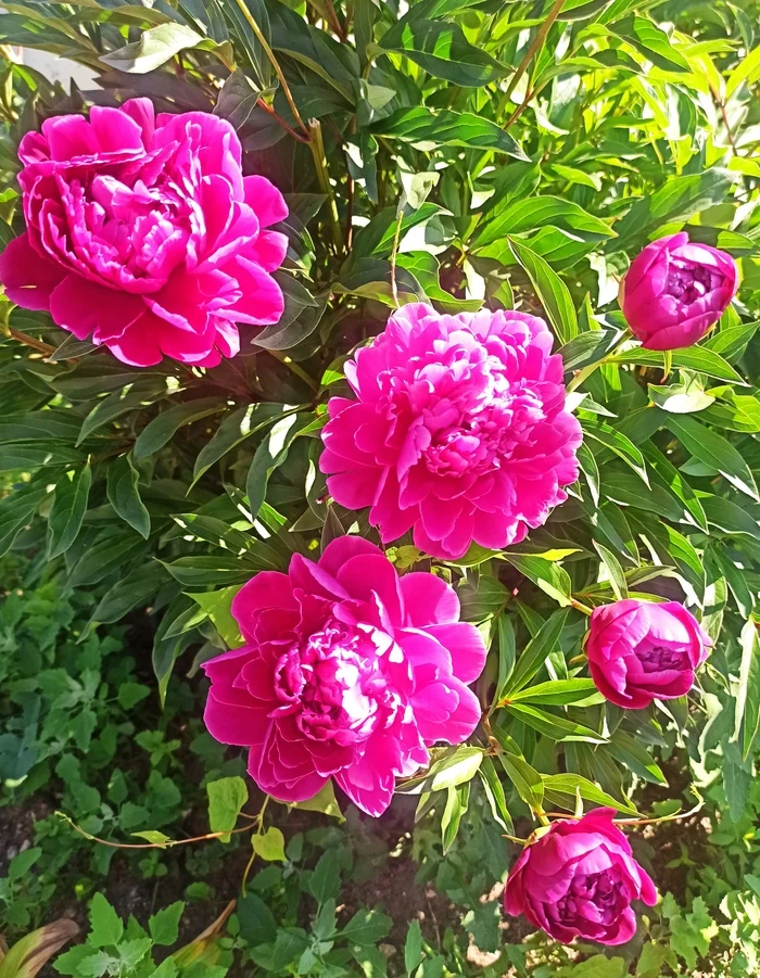 Peonies - My, Mobile photography, Summer, Flowers, Peonies, Nature, Bloom, Plants, beauty, The photo
