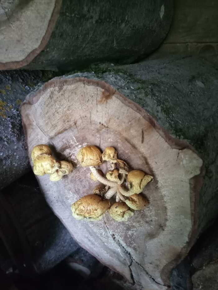 Have you seen how mushrooms grow - on chocks? - My, Nature, Mushrooms, Firewood, Forest, A life, Peace