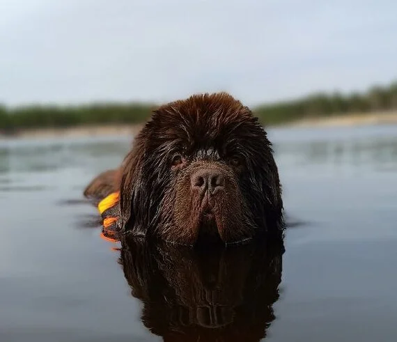 When a dog is not a dog, but a fur seal - My, Dog, Newfoundland, Lake, The photo