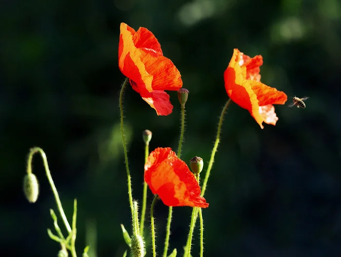 W-w-w - My, Poppy, Bees, Steppe, Insects, The photo
