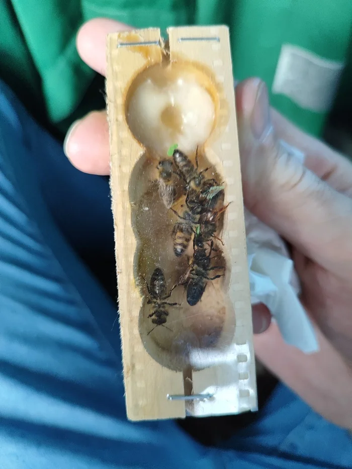Reply to the post “Introducing bees to a new queen” - My, Bees, Insects, Beekeeping, Village, Queen Bee, Vertical video, Video, Reply to post, Longpost