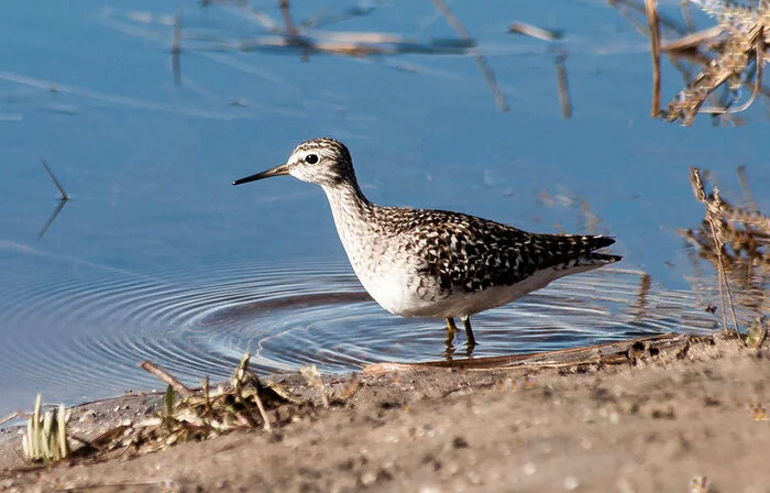 SANDPIPER - My, The photo, Birds, The nature of Russia, Longpost