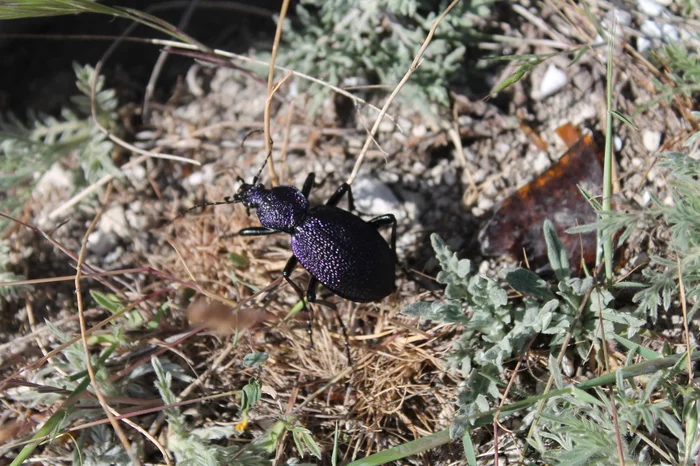 Crimean ground beetle - My, The photo, Insects, Macro photography, Landscape, Carabus, Pond, Longpost