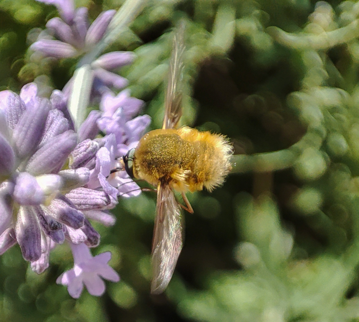 Снято на xiaomi redmi note 10 pro в режиме "супермакро".