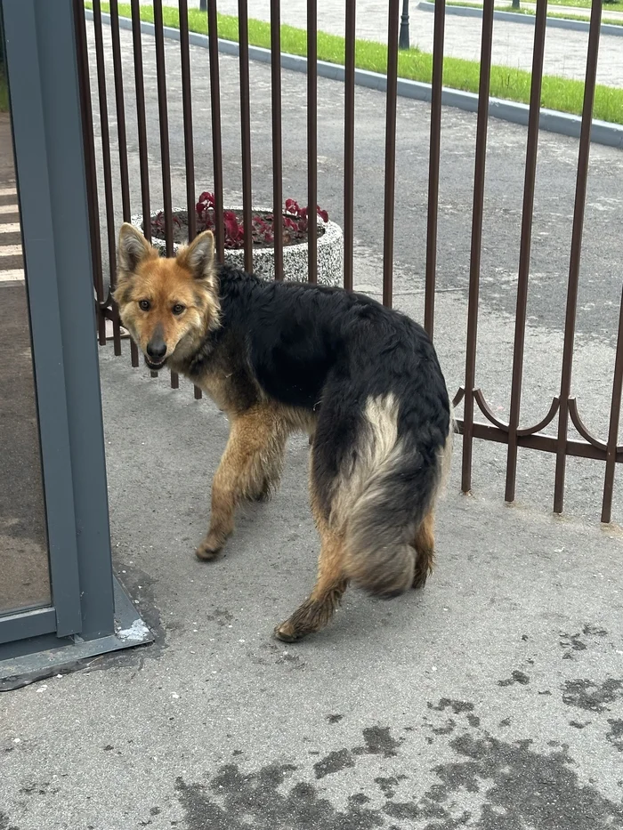 Foxdog - Dog, The charm, Animals, Street photography