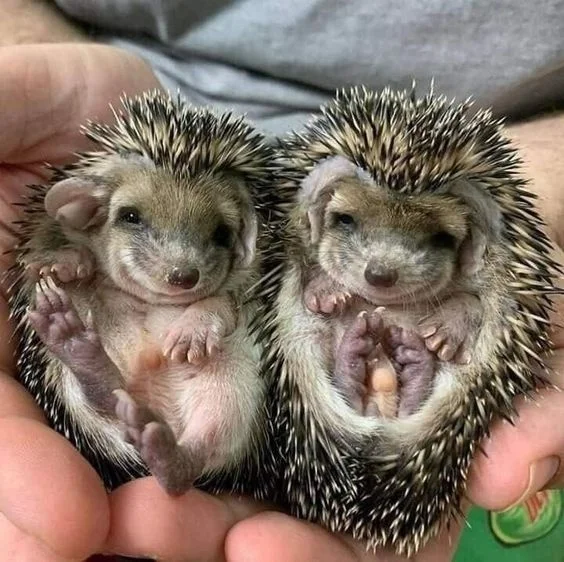 Cuties - The photo, Animals, Wild animals, Hedgehog