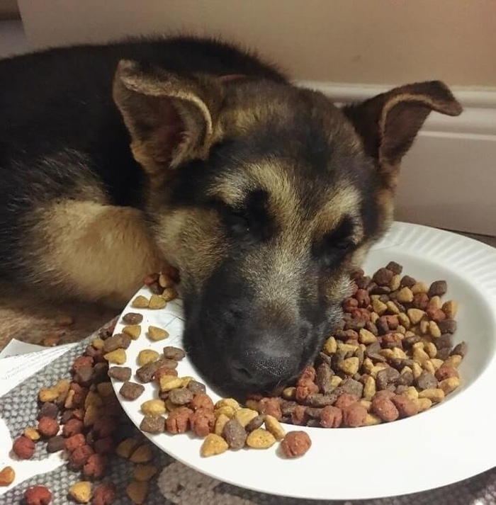 Привел его с улицы к себе домой вчера вечером, вот как он уснул