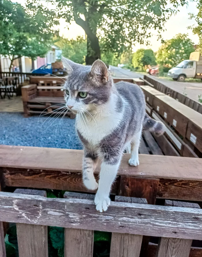 Городской кот - Моё, Погладь кота, Кот, Уличная фотография