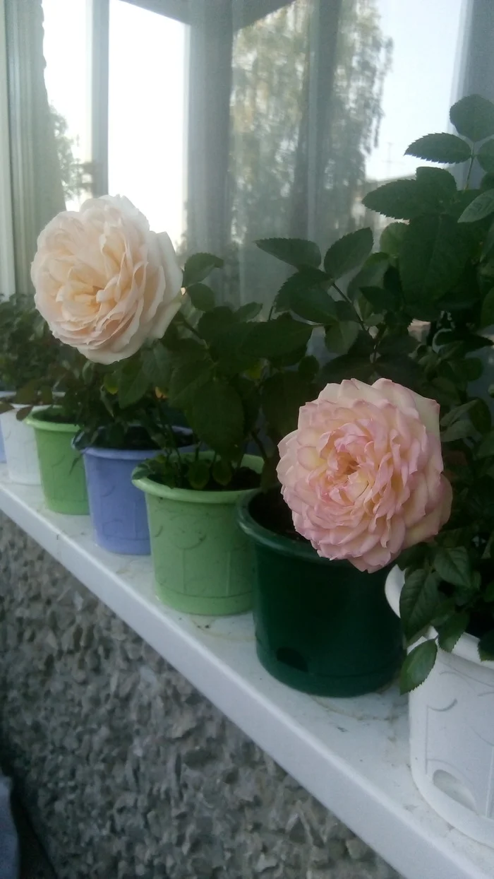 The roses are still blooming - My, Flowers, Houseplants, the Rose, Bloom, Gardening