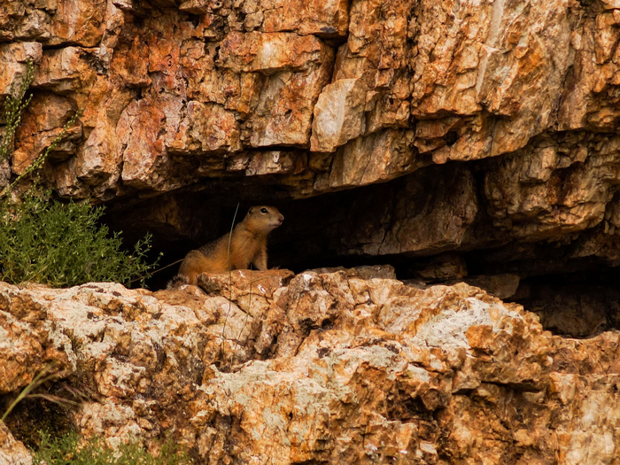 Байкальский суслик. Фото: Виктор <a href="https://pikabu.ru/story/moy_dom__moya_krepost_11501464?u=https%3A%2F%2Frtraveler.ru%2Fphoto%2F1452018%2F%3Fnew_photos%3D1&t=%D0%BE%D1%82%D1%81%D1%8E%D0%B4%D0%B0&h=0af0ef5b72e87b508e0e6c7cbcaf903467315157" title="https://rtraveler.ru/photo/1452018/?new_photos=1" target="_blank" rel="nofollow noopener">отсюда</a>