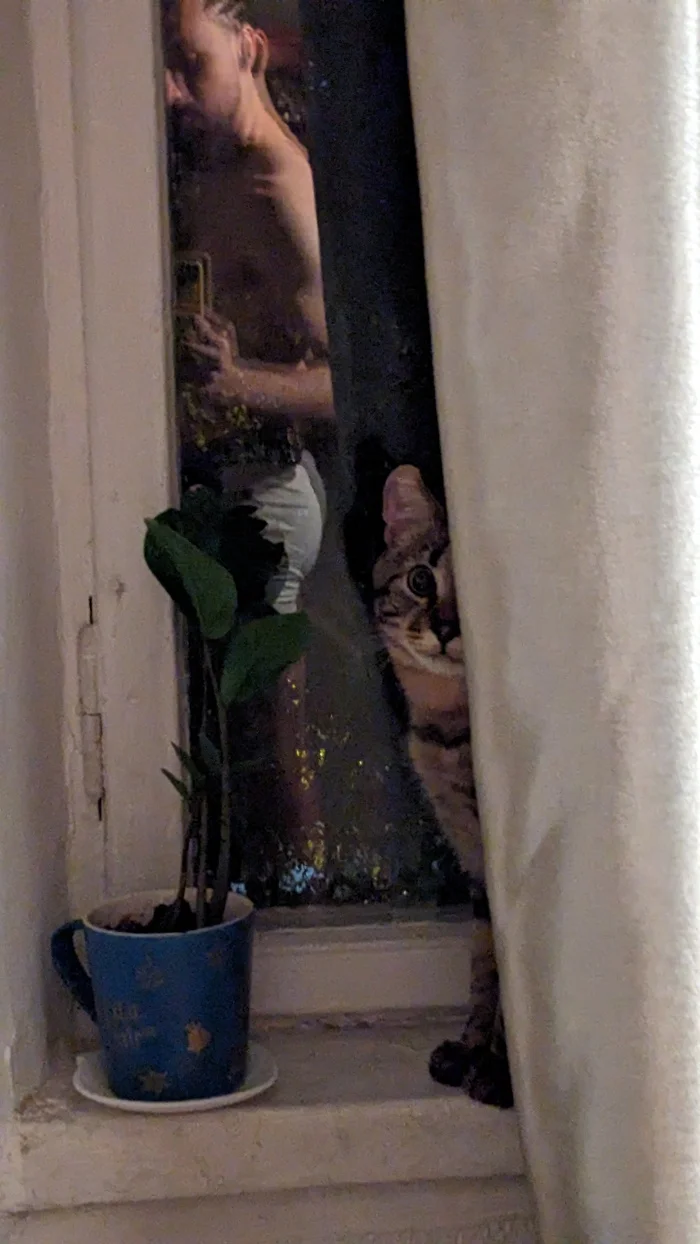 Staring contest with a cat? - My, cat, Reflection, Booty, Ears, Pigtails, Underpants, Men, Window, Zamiokulkas, Cup, Flower pot, Windowsill, Curtains, Sight, Beard, Its a trap!, Night
