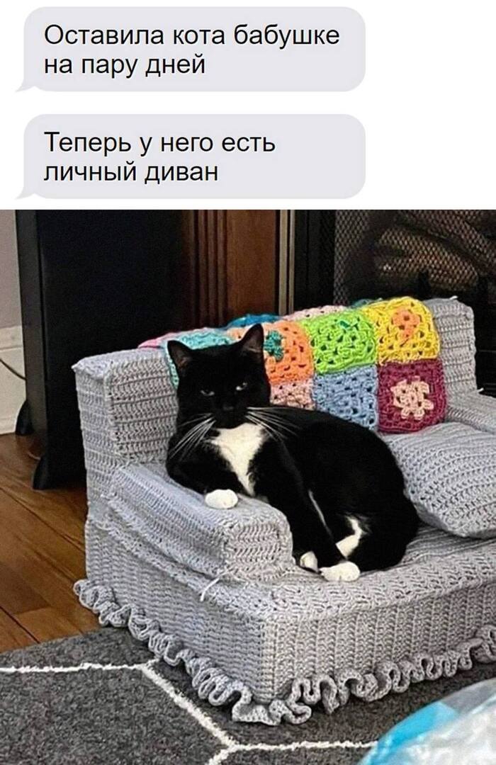 He's too serious - Humor, Picture with text, Memes, Images, cat, Kittens, Laziness, Grandmother, Fat cats, Sofa