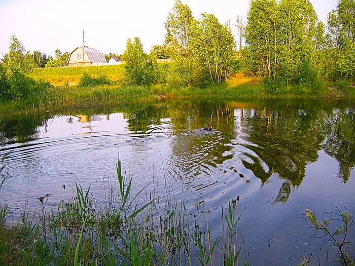 Red Kohl bathing - My, The photo, Walk, Landscape, Pond