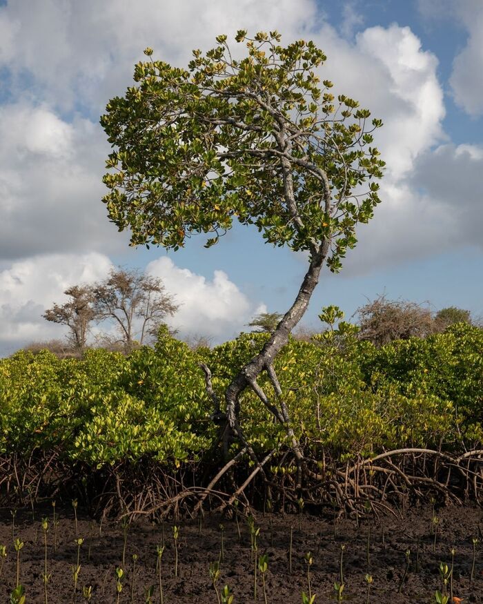 Mangrove - Mangrove, Plants, wildlife, Africa, The photo