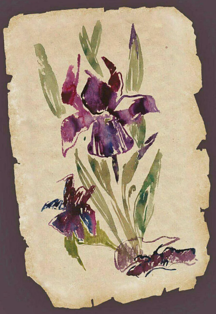 Iris - My, Mythology, Irises, Drawing, Graphics, Flowers, Paints, Watercolor