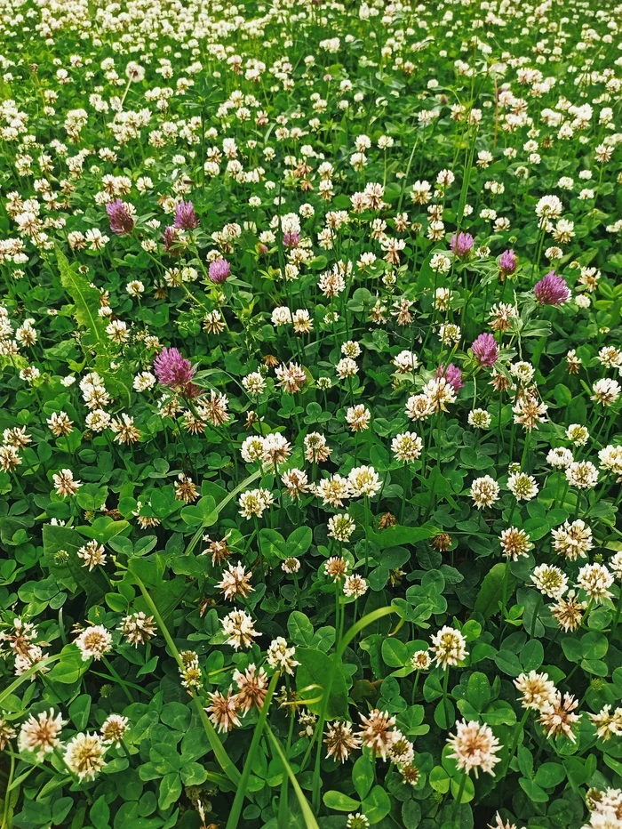 Blooming clover - My, Mobile photography, Images, Meadow, Clover, Bloom, Greenery