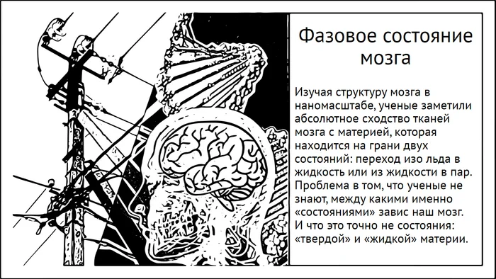 Фазовое состояние мозга и готовность провалиться в неизвестность - Моё, Мозг, Исследования, Эксперимент, Научпоп, Нейроны, Нейронаука, Длиннопост