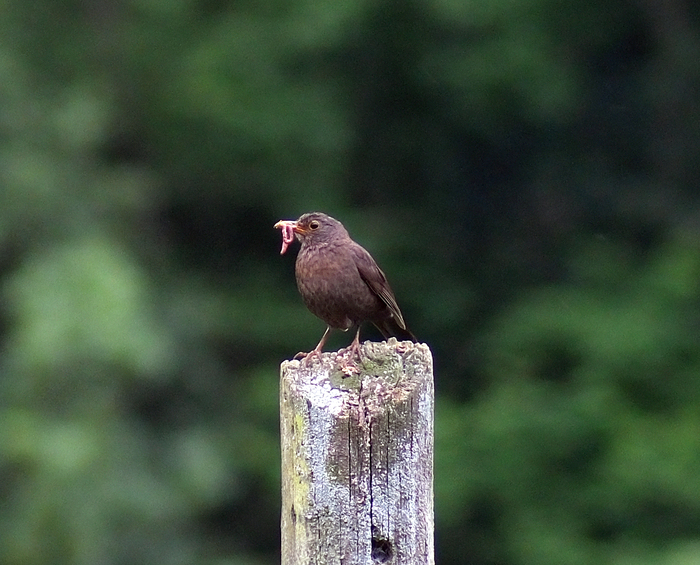 ����� ������� ������