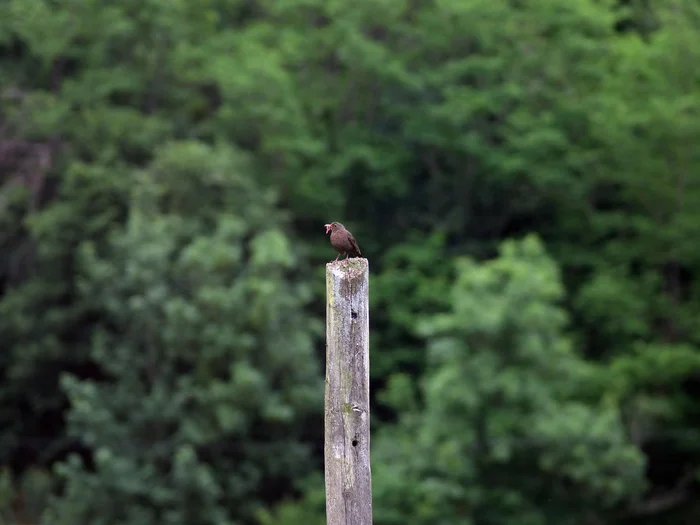 Female blackbird - My, The photo, Thrush, Birds, Ornithology