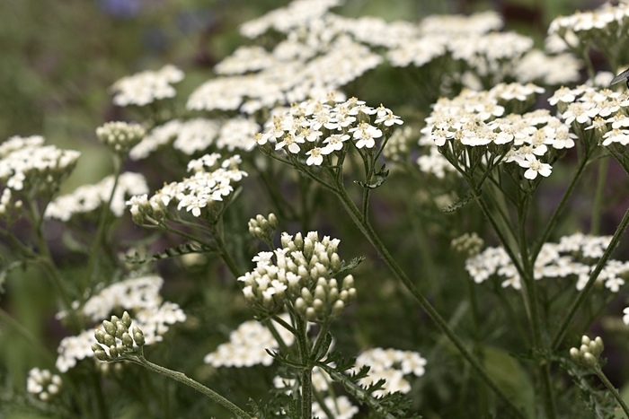 тысячелистник