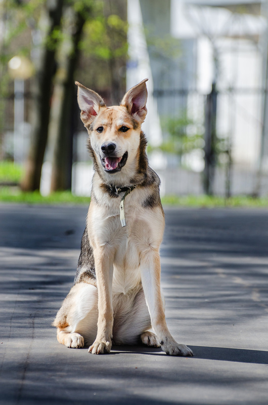 Baby Olivia from the shelter is looking for a home - Puppies, Dog, In good hands, Homeless animals, Shelter, Overexposure, Friend, Dog lovers, Volunteering, Kindness, Care, Charity, Longpost