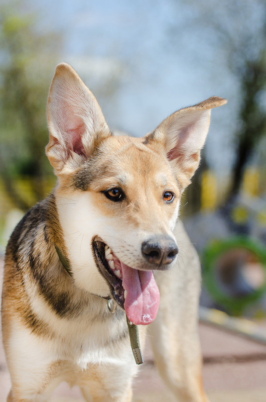 Baby Olivia from the shelter is looking for a home - Puppies, Dog, In good hands, Homeless animals, Shelter, Overexposure, Friend, Dog lovers, Volunteering, Kindness, Care, Charity, Longpost