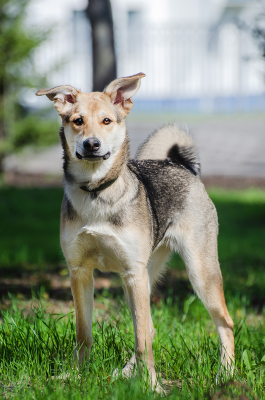 Baby Olivia from the shelter is looking for a home - Puppies, Dog, In good hands, Homeless animals, Shelter, Overexposure, Friend, Dog lovers, Volunteering, Kindness, Care, Charity, Longpost