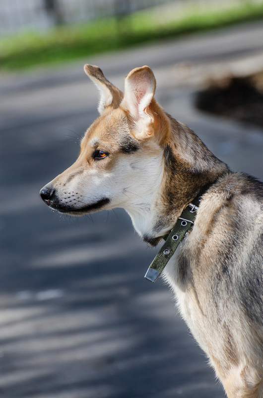 Baby Olivia from the shelter is looking for a home - Puppies, Dog, In good hands, Homeless animals, Shelter, Overexposure, Friend, Dog lovers, Volunteering, Kindness, Care, Charity, Longpost