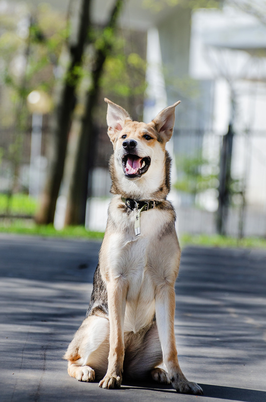 Baby Olivia from the shelter is looking for a home - Puppies, Dog, In good hands, Homeless animals, Shelter, Overexposure, Friend, Dog lovers, Volunteering, Kindness, Care, Charity, Longpost