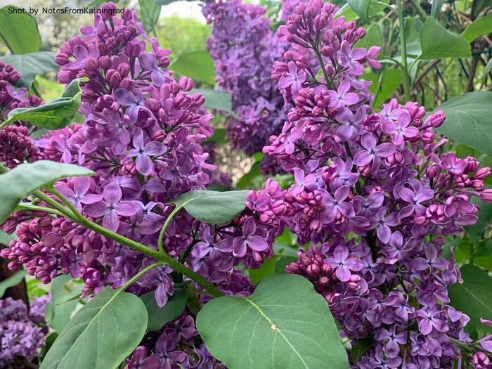 Lilac - My, Lilac, Bloom, City walk, Street photography, The photo, Kaliningrad region, Kaliningrad, Longpost