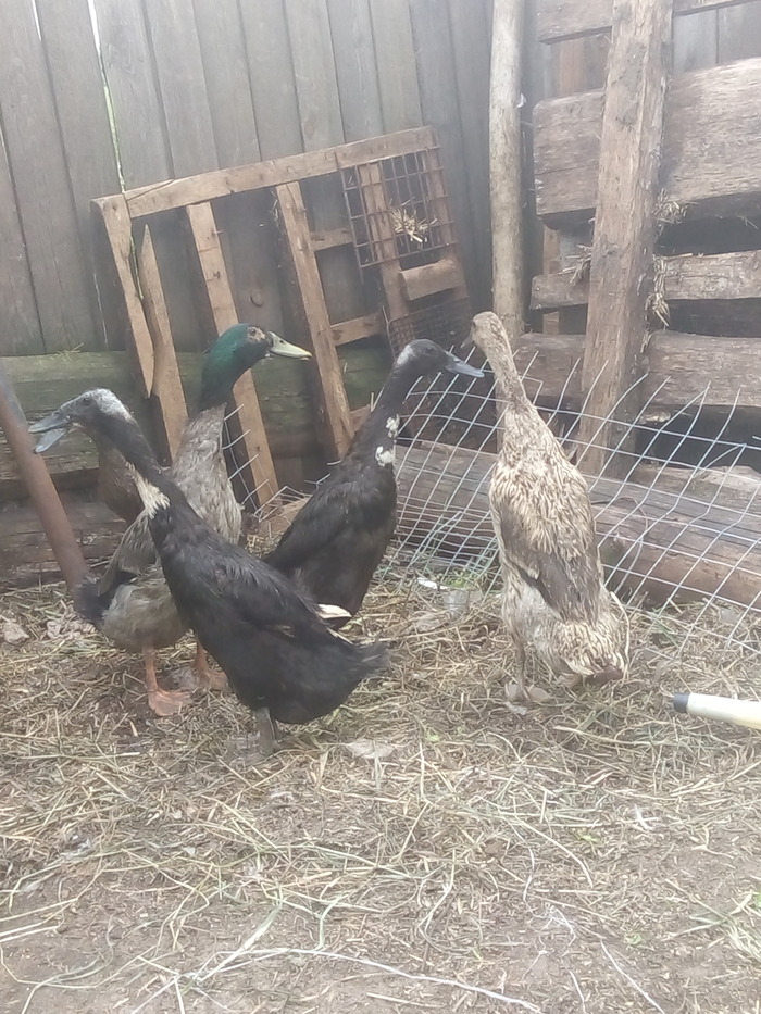 ��� �� �������, ���������� ��� �� ������. 